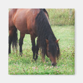 ベイポニー、馬、放牧磁石 マグネット (正面)