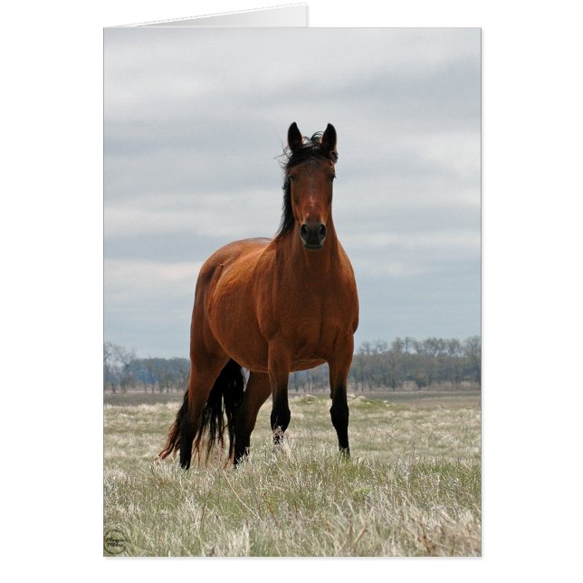 ベイマーレ (正面)