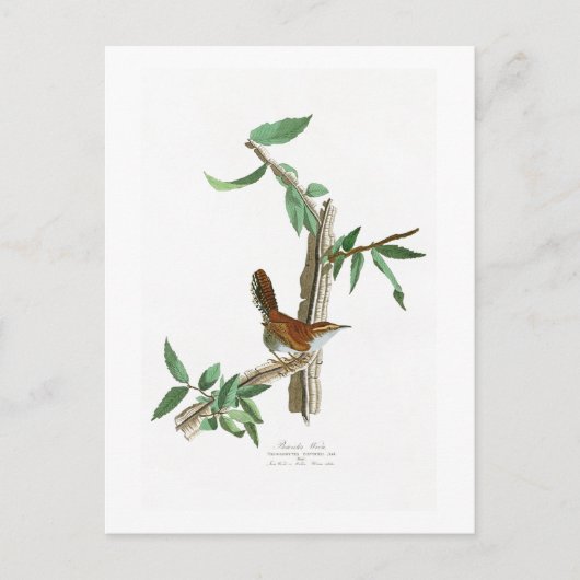 ベウィックのウォーレン・ジョン・ジェームズ・オードボンバーズ・オブ・アメリカ ポストカード (正面)