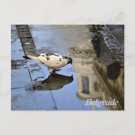 ベオグラードからのはがき ポストカード (正面)