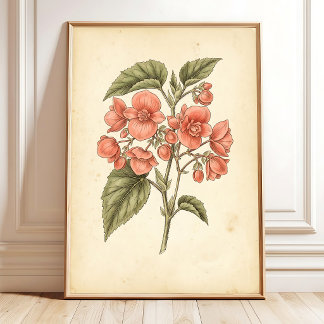 ベゴニアの植物画 - キャンバスアート ポスター