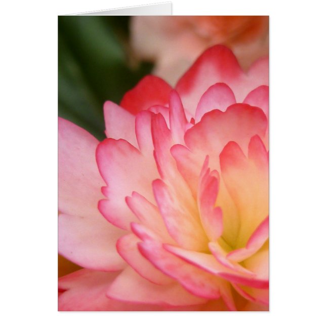 ベゴニアの精神の花 (正面)