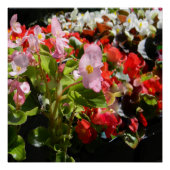 ベゴニアの花束… ポスター (正面)