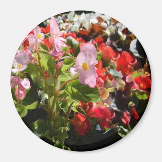 ベゴニアの花束… マグネット (正面)