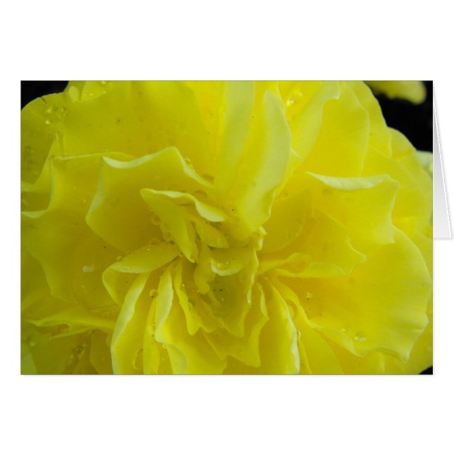 ベゴニアの花，海棠 (正面横)