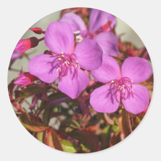 ベゴニアスのステッカー ラウンドシール (正面)