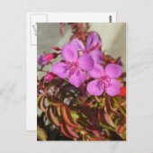 ベゴニアスはがきカスタマイズ、 ポストカード (正面/裏面)