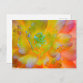 ベゴニア白熱［赤熱］光を放つの花 | WA，シーベック ポストカード (正面/裏面)