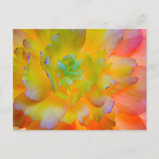 ベゴニア白熱［赤熱］光を放つの花 | WA，シーベック ポストカード (正面)