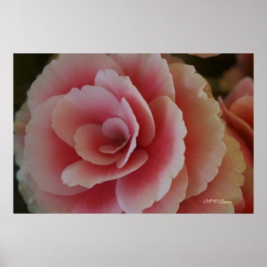 ベゴニア美しい ポスター (正面)