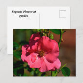 ベゴニア鮮やかの花 ポストカード (正面/裏面)