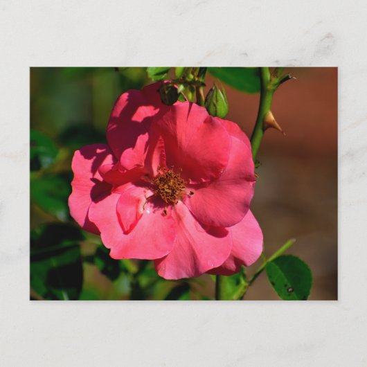 ベゴニア鮮やかの花 ポストカード (正面)