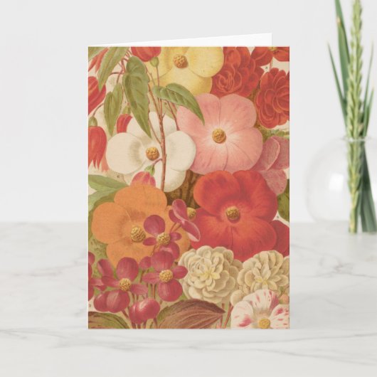 ベゴニア | ジョージ・ニコルソン カード (正面)