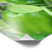 ベジタブルガーデングリーンピーパー10x8 フォトプリント            (角)