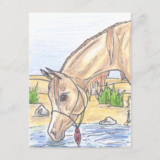 『ベジ・ビント・アハワ』  ポストカード (正面)