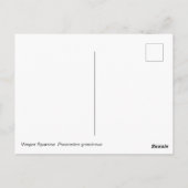 ベスパー・スパロー ポストカード (裏面)