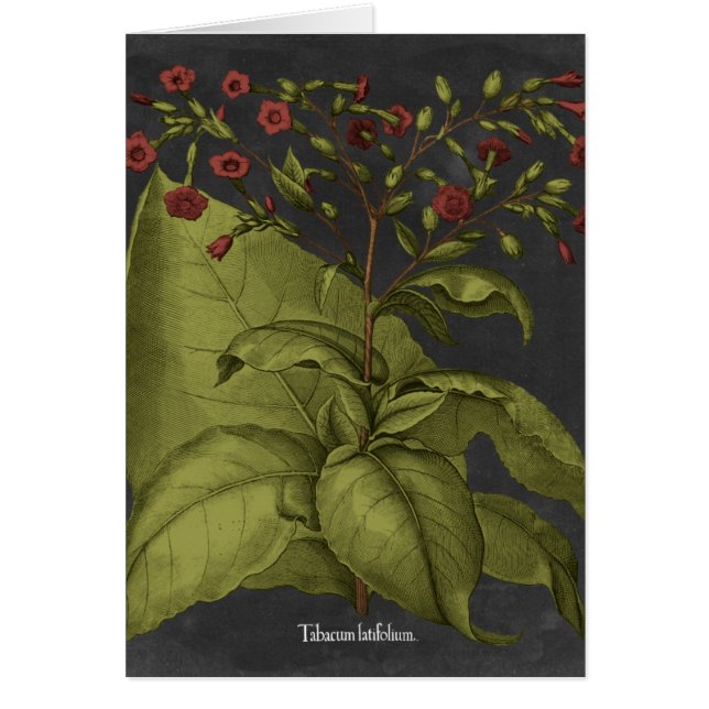 ベスラー・ドラマティックI (正面)