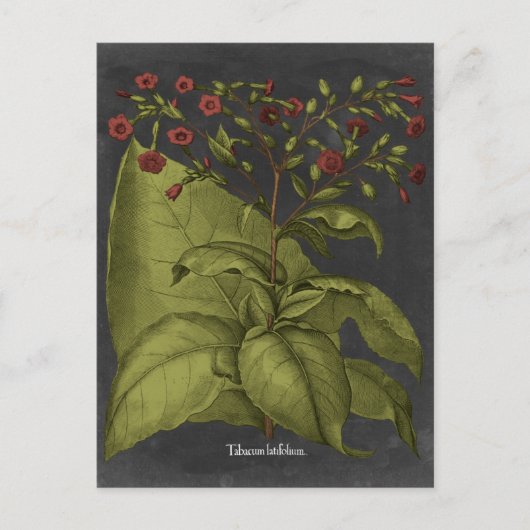 ベスラー・ドラマティックI ポストカード (正面)