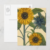 ベスラー：ヒマワリ ポストカード (正面/裏面)