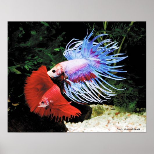 ベタのポスター ポスター (正面)