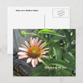 ベター感じピンクデイジー ポストカード (正面/裏面)