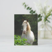 ベダフェ ポストカード (スタンド正面)