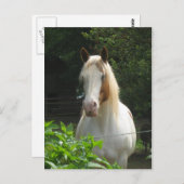 ベダフェ ポストカード (正面/裏面)