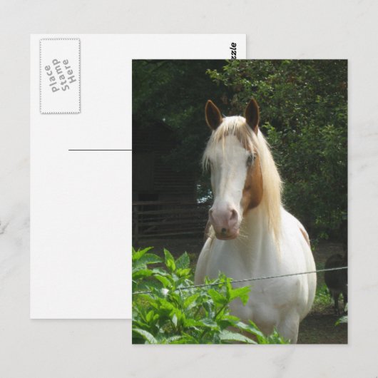 ベダフェ ポストカード (正面/裏面)