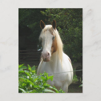 ベダフェ ポストカード