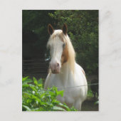 ベダフェ ポストカード (正面)