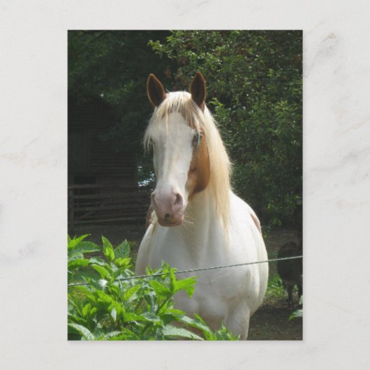 ベダフェ ポストカード (正面)