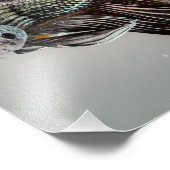 ベッタフィッシュ フォトプリント            (角)