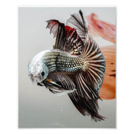 ベッタフィッシュ フォトプリント           