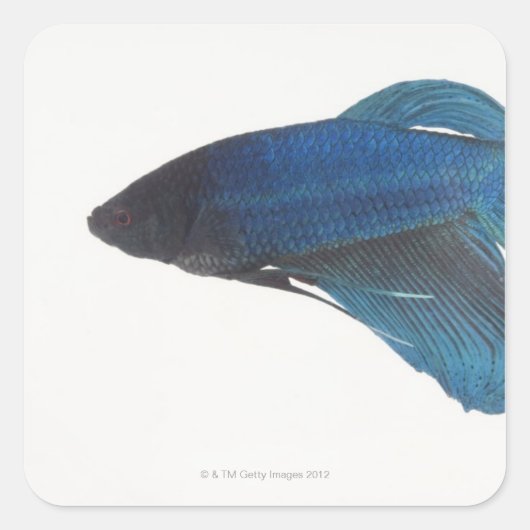 ベッタ魚又は雄のシャム魚 スクエアシール (正面)