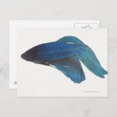 ベッタ魚又は雄のシャム魚 ポストカード (正面/裏面)