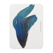 ベッタ魚又は雄のシャム魚 マグネット (縦)