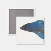 ベッタ魚又は雄のシャム魚 マグネット (正面/裏面)