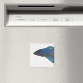 ベッタ魚又は雄のシャム魚 マグネット (インサイチュ (食洗機))