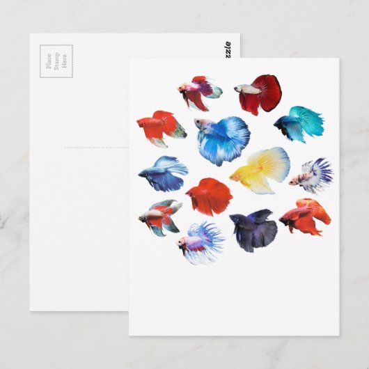 ベッタ2 ポストカード (正面/裏面)