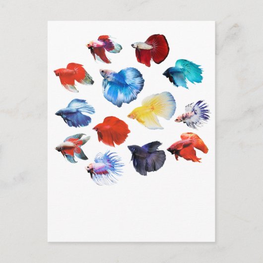 ベッタ2 ポストカード (正面)