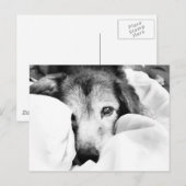 ベッドでくっつく眠そうな黒白の犬 ポストカード (正面/裏面)