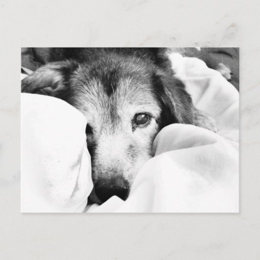 ベッドでくっつく眠そうな黒白の犬 ポストカード (正面)