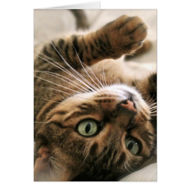 ベッドにあっているかわいいブラウンによって斑点を付けられるベンガル猫の子ネコ (正面)