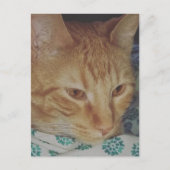 ベッドにいるかわいいジンジャー子猫 ポストカード (正面)