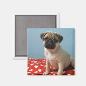 ベッドに座ってパグの子犬 マグネット (正面/裏面)