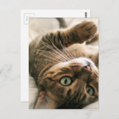 ベッドに横たわったかわいい茶色の斑点猫の子猫 ポストカード (正面/裏面)