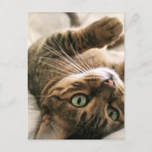 ベッドに横たわったかわいい茶色の斑点猫の子猫 ポストカード