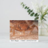 ベッドバグ：シメクス・レクチュラリウス ポストカード (スタンド正面)