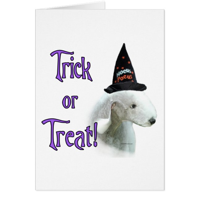 ベッドリントンテリアトリック (正面)