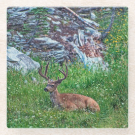 ベッド付きバック ガラスコースター